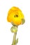 Yellow Persian Buttercup (Ranunculus Asiaticus)