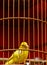 Yellow Pet Flight Bird Cage. bird hutch