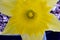Yellow Petal Daffodil Flower Mandala 01