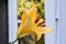 Yellow Petal Easter Lily 03