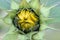 Yellow Petal Sunflower Mandala Bud