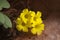 Yellow-petalled flowers of Oxalis pes-caprae