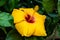 Yellow petals big joba flower or Hibiscus rosa-sinensis