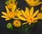 Yellow Petals and Buds of Arizona Wildflowers