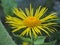 Yellow petals of an elecampane flower. Medicinal plant