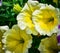 Yellow petunia also know as