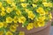 Yellow Petunia (Petunia) flowers