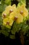 A Yellow Phalaenopsis hybrid orchid flower