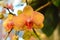Yellow Phalaenopsis orchid