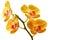 Yellow phalaenopsis orchids with background