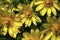 Yellow pheasant s eye (Adonis vernalis)