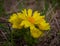 Yellow pheasant`s eye or Adonis vernalis is a lovely wild flower