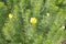 Yellow pheasant`s eye or Adonis vernalis medicinal plant