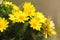 Yellow pheasant`s eye flowers