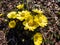 Yellow pheasant\\\'s eyes or false hellebores (Adonis vernalis) growing and blooming in
