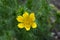 Yellow pheasants eye