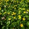 Yellow pilewort Ficaria verna carpet