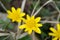 Yellow pilewort spring flower blooming close-up