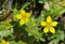 Yellow Pimpernel