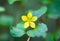 Yellow pimpernel (Lysimachia nemorum) flower