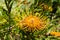 Yellow Pincushion Leucospermum cordifolium