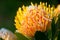 Yellow pincushion protea