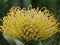 Yellow Pincushion Protea close up of flower