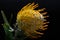 Yellow pincushion protea closeup. Leucospermum conocarpodendron.