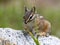 Yellow-pine Chipmunk Closeup