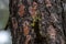 Yellow-pine Chipmunk Tamias amoenus, Turnbull Wildlife Refuge, W