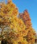 Yellow pine trees in autumn