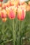 Yellow and Pink Blushing Beauty Tulips Holland Michigan