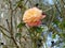 Yellow and pink budding rose with green leaves on grey background