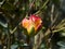 Yellow and pink budding rose with green leaves on grey background