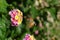 Yellow and pink candytuft with hawk moth