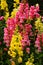 Yellow and pink decorative garden flowers and buds in the bryant park, kodaikanal.