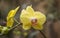 Yellow and Pink Doritaenopsis Orchid Blossoms