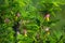 Yellow and pink flower buds in the African morning