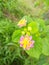Yellow and pink flower and green leaf sweet ricefield