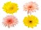 Yellow and pink Gerbera bloom Flowers isolated on white background