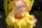 Yellow and pink gladiola flower in full bloom