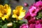 Yellow and pink nemesia flowers