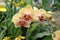 Yellow-pink orchids