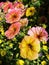 Yellow and pink Petunias