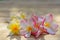 Yellow and pink plumeria flower on wooden board background, copy space