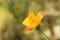 yellow and pink rose on background