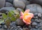 Yellow and pink rose laying on bed of pebbles and shallow water with water drops covering everything