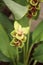 Yellow and Pink Siam tulip tropical ginger flower Curcuma alismatifolia