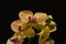 Yellow with pink striped orchid on black background