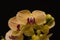 Yellow with pink striped orchid on black background